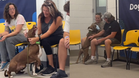 Foster at First Sight event helps Maricopa County shelter place 10 dogs