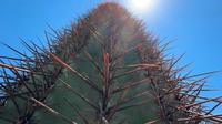 Phoenix heatwave takes heavy toll on iconic saguaro cacti