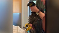 Arizona bald eagle rescue: Eaglet saved after swallowing fishing hook