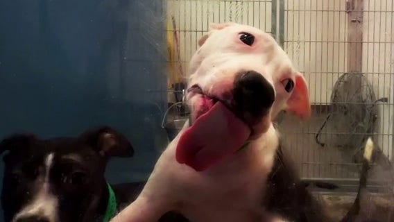 Arizona extreme heat drives Maricopa County animal shelter over capacity