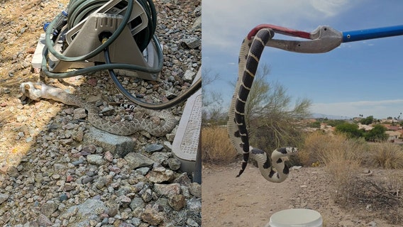 Summer in Arizona: Fountain Hills firefighters stay busy with daily summer snake calls