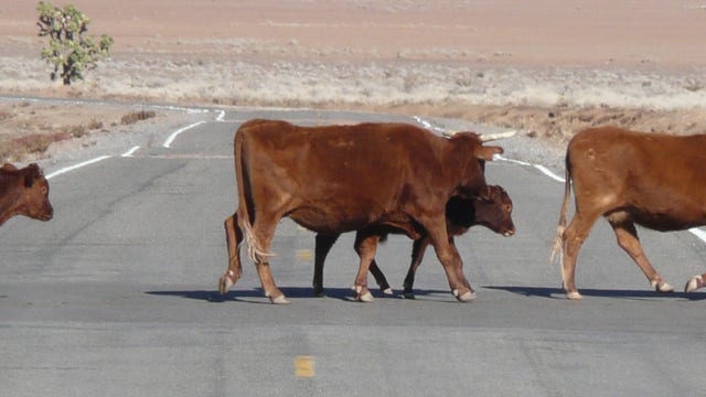 Motorcyclist killed after crashing into cow on rural Arizona road