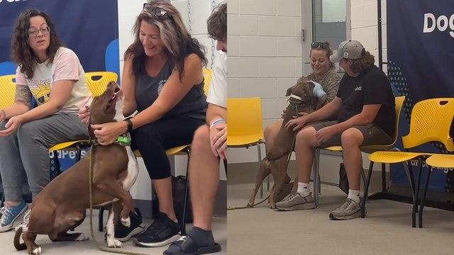 Foster at First Sight event helps Maricopa County shelter place 10 dogs