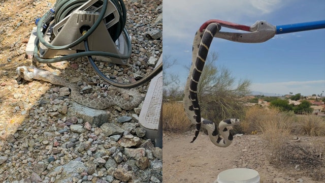 Summer in Arizona: Fountain Hills firefighters stay busy with daily summer snake calls