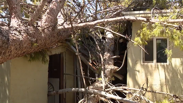 "Lords work moved it": Phoenix family grateful to survive massive monsoon tree collapse