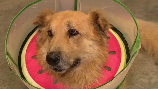 Dog found shot in Surprise seeking adoption after surgery