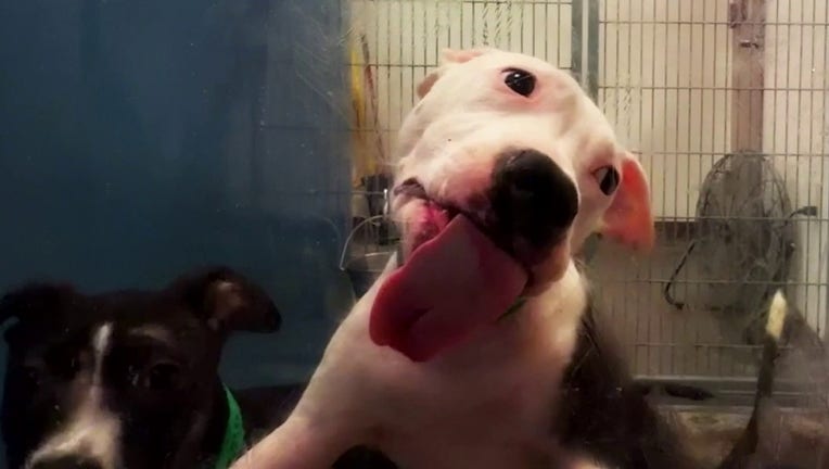 Arizona extreme heat drives Maricopa County animal shelter over capacity