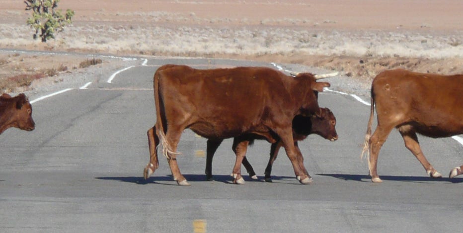 Motorcyclist killed after crashing into cow on rural Arizona road