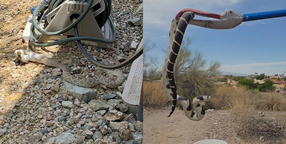 Summer in Arizona: Fountain Hills firefighters stay busy with daily summer snake calls