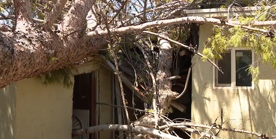 "Lords work moved it": Phoenix family grateful to survive massive monsoon tree collapse