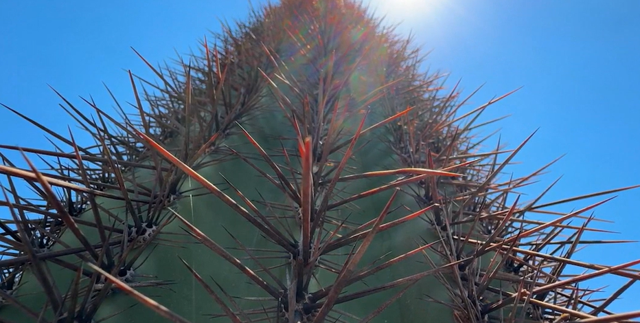 Phoenix heatwave takes heavy toll on iconic saguaro cacti