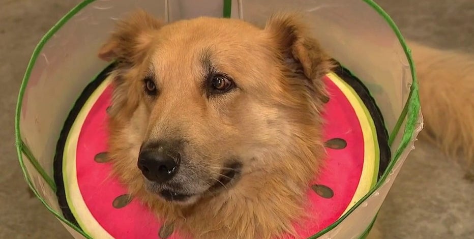 Dog found shot in Surprise seeking adoption after surgery