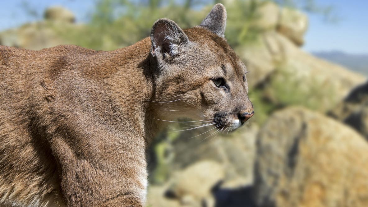 Lawsuit targets Arizona mountain lion hunts