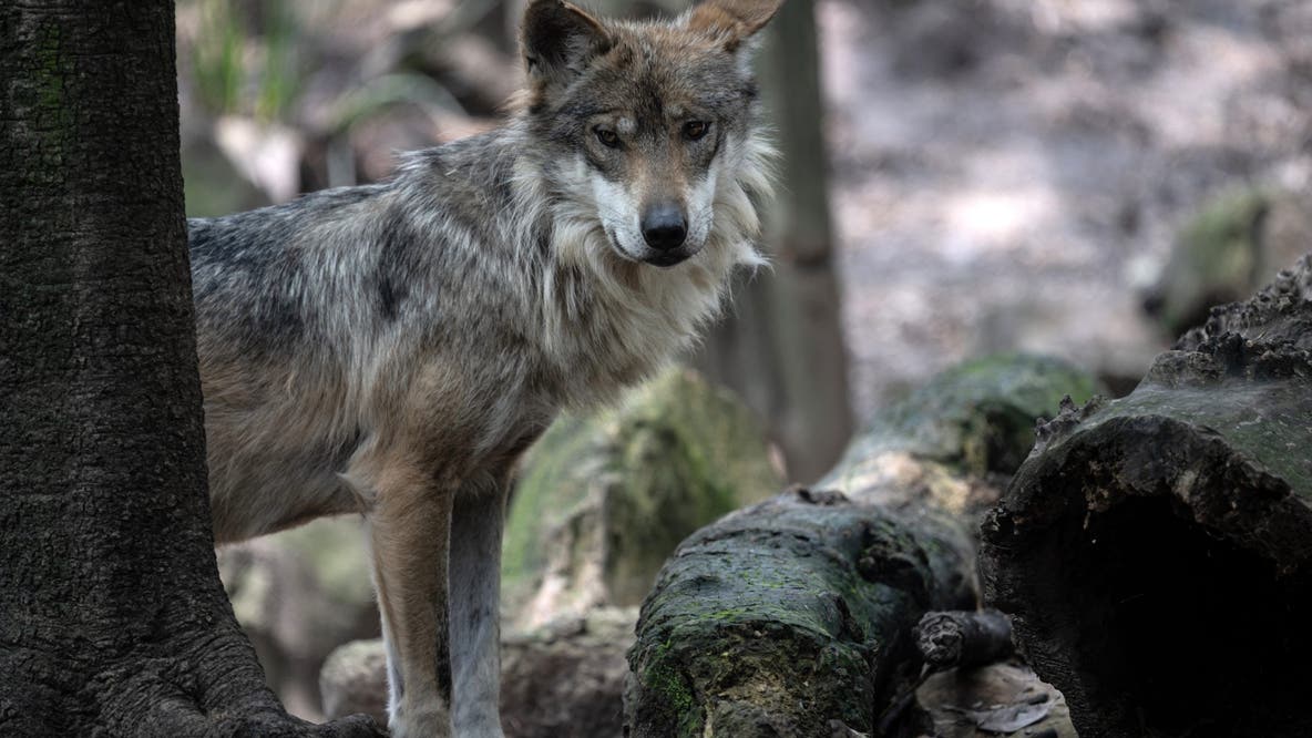 Ranchers, conservationists clash over federal orders to remove Mexican gray wolves