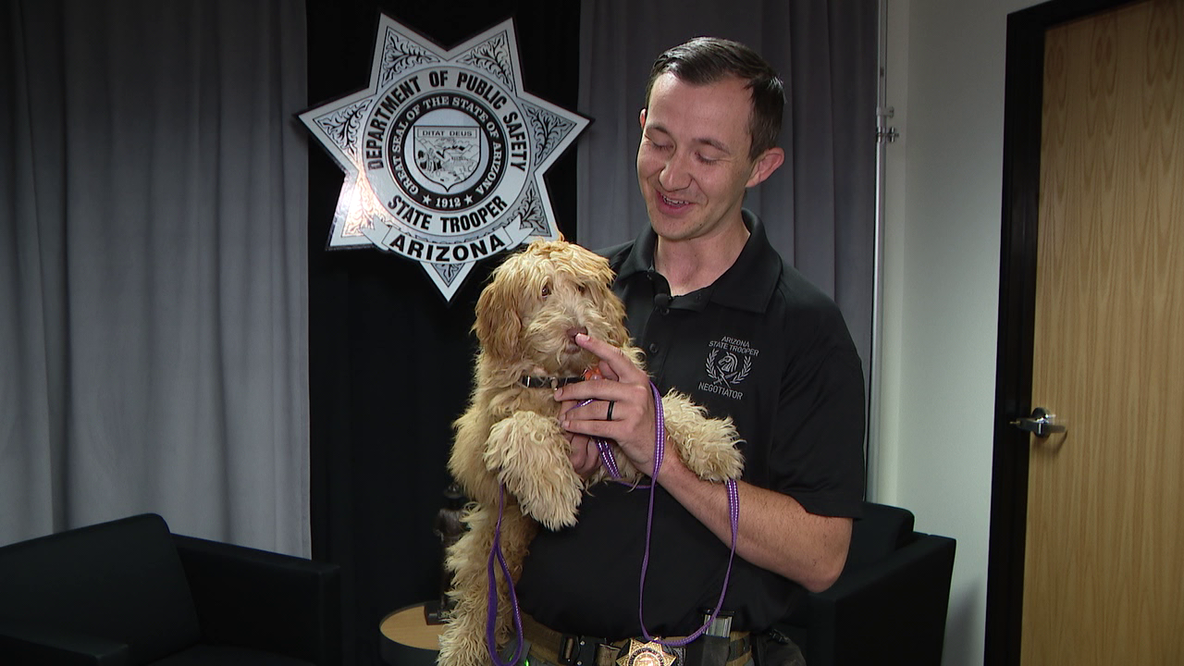 Meet Daisy, the Arizona Department of Public Safety's new comfort dog