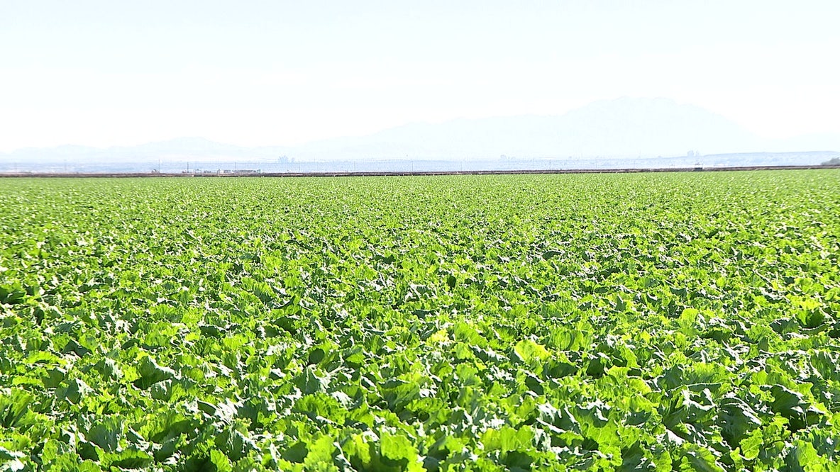 U.S.-Canada trade war: Arizona's agricultural industry braces for impacts