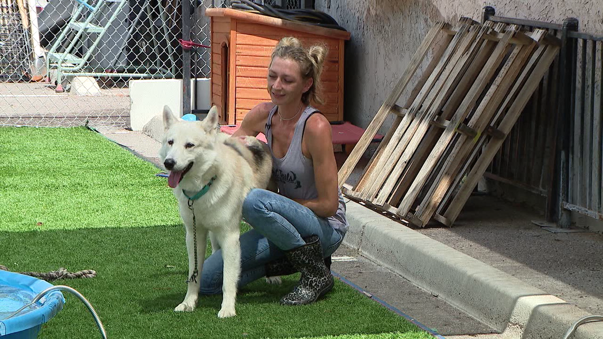 Scottsdale dog rescue overwhelmed as pet abandonments surge