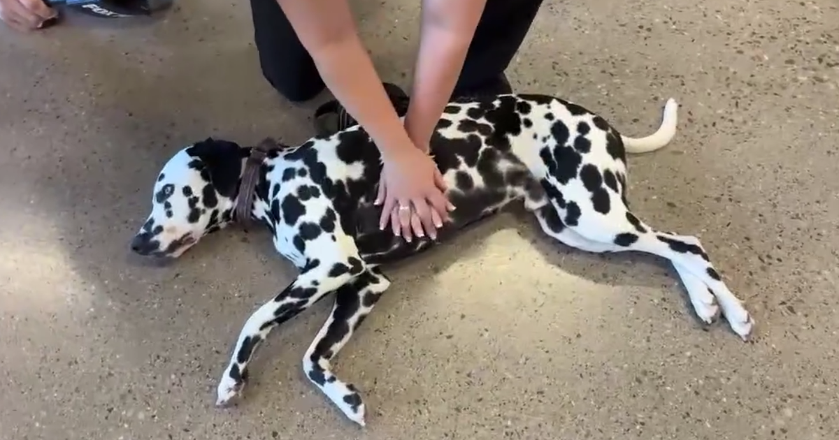 Pet CPR classes prepare animal lovers for emergencies