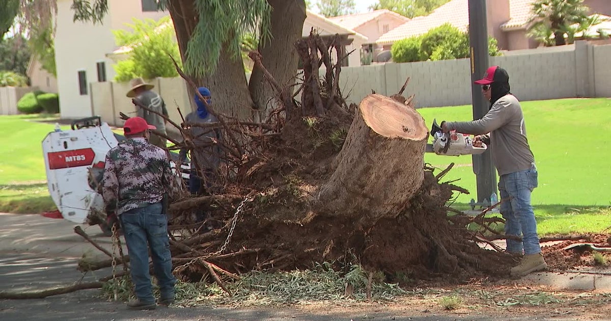 Monsoon: Crews clear downed trees blocking Gilbert roads