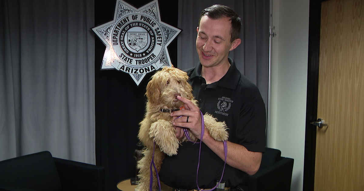 Meet Daisy, the Arizona Department of Public Safety's new comfort dog