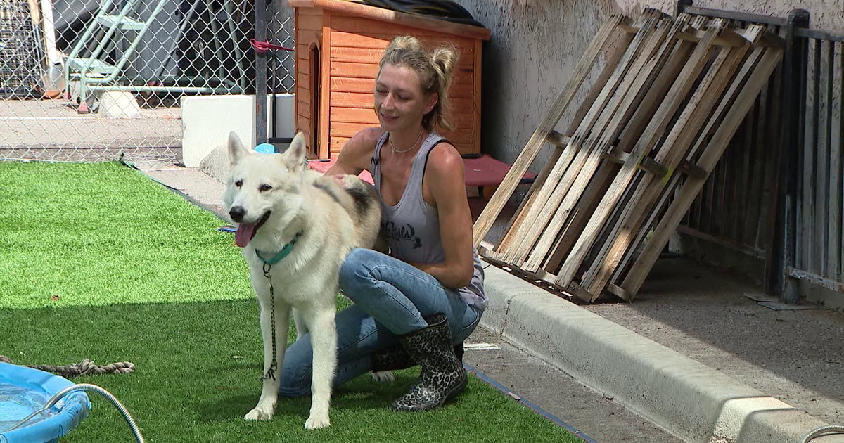 Scottsdale dog rescue overwhelmed as pet abandonments surge