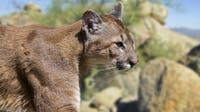 Lawsuit targets Arizona mountain lion hunts