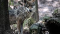 Ranchers, conservationists clash over federal orders to remove Mexican gray wolves