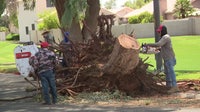 Monson: Storm cleanup underway in Gilbert