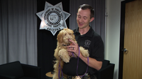 Arizona DPS welcomes new comfort dog Daisy