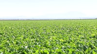 Farmers in Yuma brace for Canadian tariff impacts