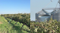 Arizona winery damaged by 88 mph winds and hail during severe storm