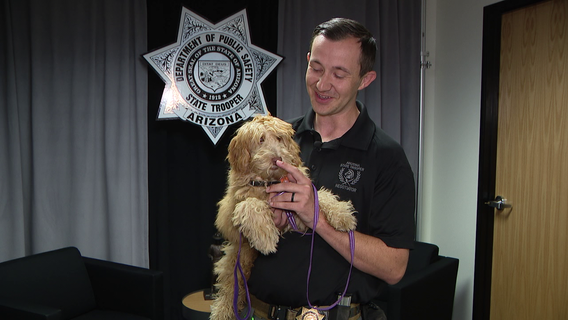 Meet Daisy, the Arizona Department of Public Safety's new comfort dog