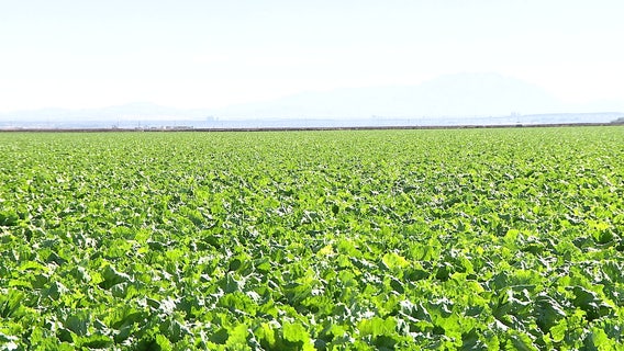U.S.-Canada trade war: Arizona's agricultural industry braces for impacts