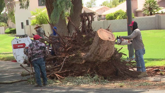 Monsoon: Crews clear downed trees blocking Gilbert roads