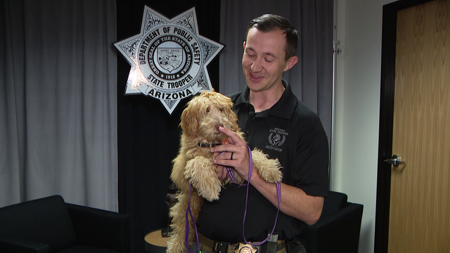 Meet Daisy, the Arizona Department of Public Safety's new comfort dog