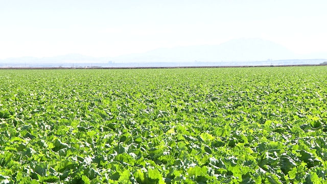 U.S.-Canada trade war: Arizona's agricultural industry braces for impacts