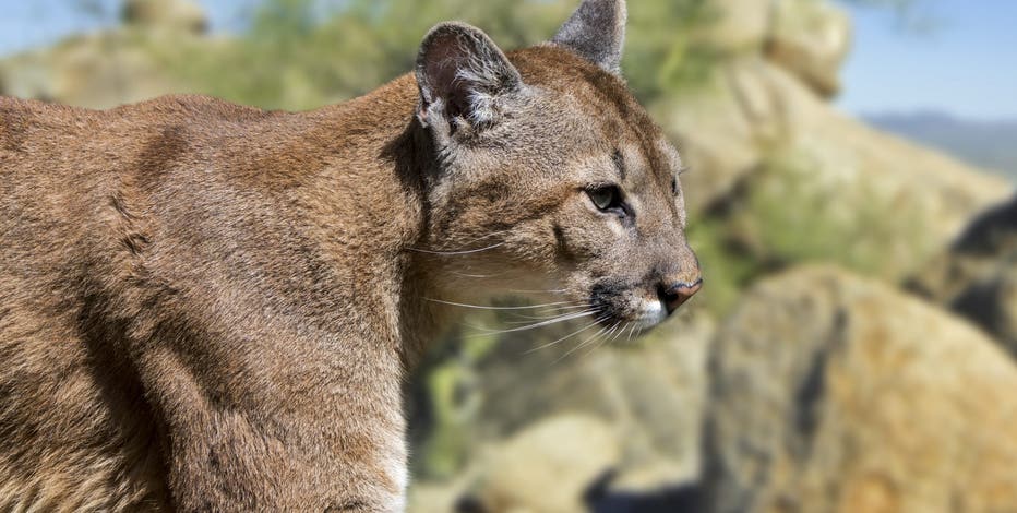 Lawsuit targets Arizona mountain lion hunts