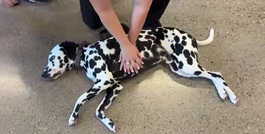Pet CPR classes prepare animal lovers for emergencies