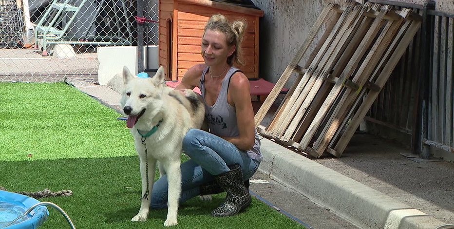 Scottsdale dog rescue overwhelmed as pet abandonments surge