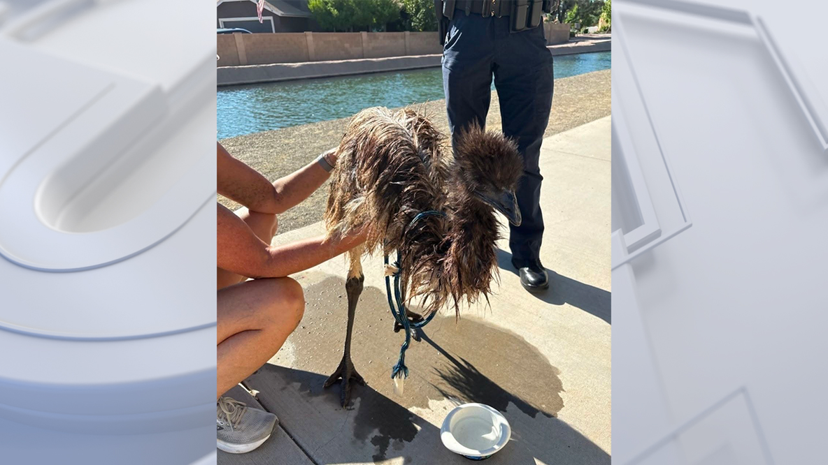 Soaking wet emu rescued from Gilbert canal