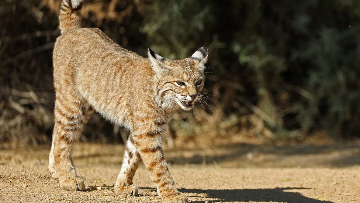 Rabid bobcat mauls pet dog, charges at wife before Arizona homeowner shoots it dead