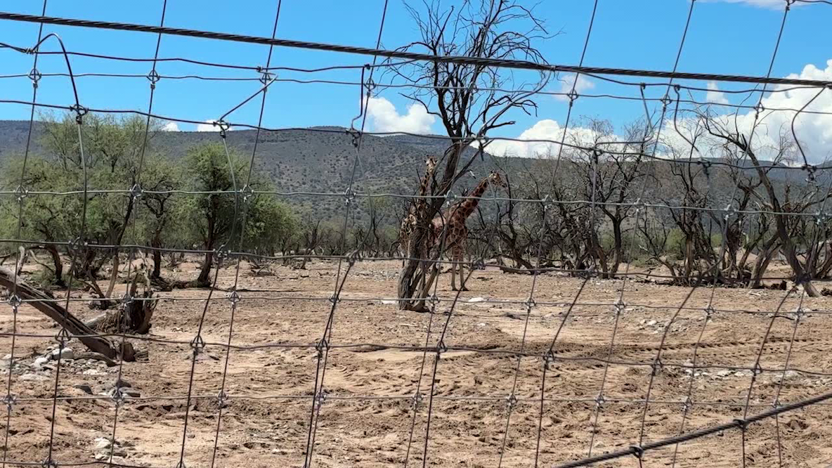 Out of Africa Wildlife Park reopens following destructive monsoon flooding