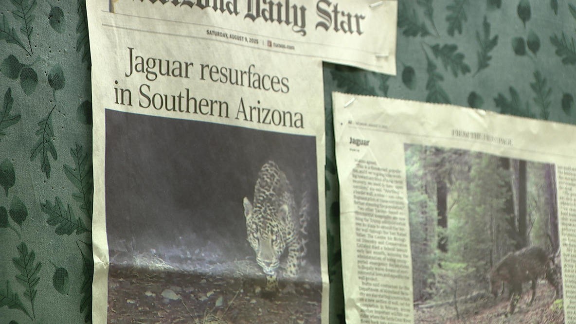 DNA, trail cameras reveal new secrets about endangered jaguars roaming southern Arizona