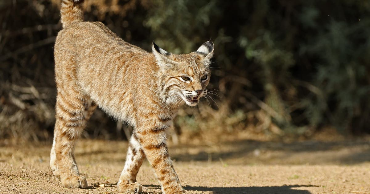 Rabid bobcat mauls pet dog, charges at wife before Arizona homeowner shoots it d...
