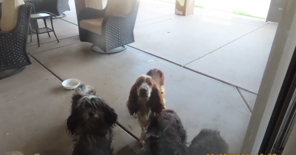 Fox Left Machine Arizona Humane Society rescues 14 dogs left inside VRBO rental home ...