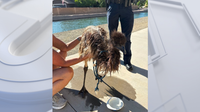 Soaking wet emu rescued from Gilbert canal