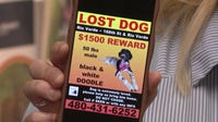 Phoenix family searching for missing goldendoodle after severe monsoon storm
