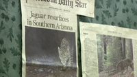 DNA, trail cameras reveal new secrets about endangered jaguars roaming southern Arizona