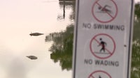 Dead ducks, foul smells plague park renovation