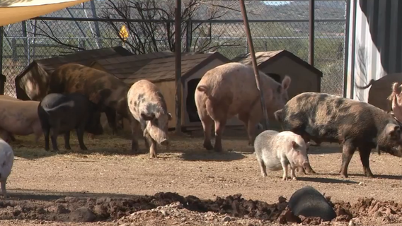 Three rescued potbellied pigs find forever home at Better Piggies Rescue